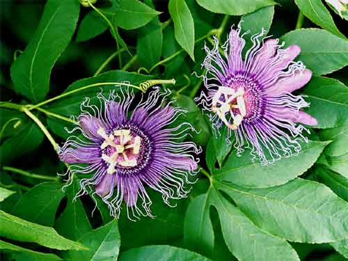 پاسیفلورا اینسنس - معرفی درختان میوه